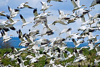 In The Flock Stock Photo