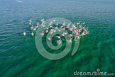 Flock of amazing flamingos resting on the surface turquoise lake. Drone shot top view. Stock Photo