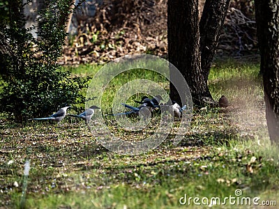 Flock of Azure-winged Magpies on a field in a Japanese plum orchard Stock Photo