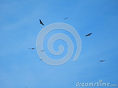 Flock Of Bald Eagles Soaring In The Blue Sky Above The Valley Stock Photo