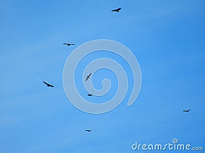 Flock Of Bald Eagles Soaring In The Blue Sky Above The Valley Stock Photo