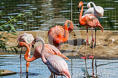 Flock of beautiful and graceful flamingo on the pond. Stock Photo