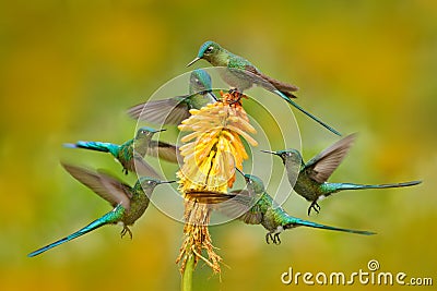 Flock of bird sucking nectar from yellow flower. Hummingbird Long-tailed Sylph eating nectar from beautiful yellow bloom in Ecuado Stock Photo