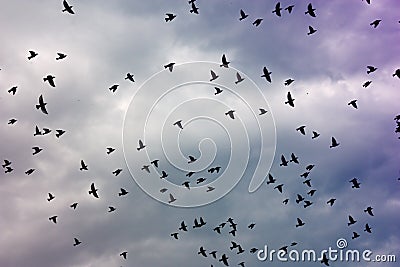 Flock of birds Stock Photo