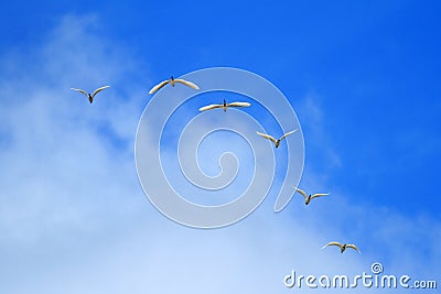 Flock of birds Stock Photo