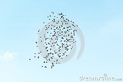 Flock of birds against a blue sky Stock Photo