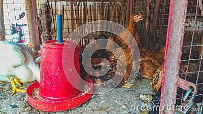 Flock of birds in birdcage for sale in Indian market Stock Photo