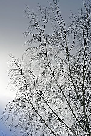 A flock of birds on the branches of birch. Waxwing. Winter january Stock Photo