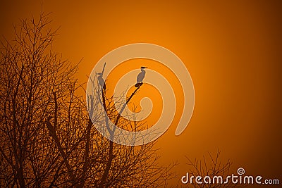 Birds in the branches Stock Photo