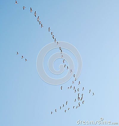 Flock birds Stock Photo