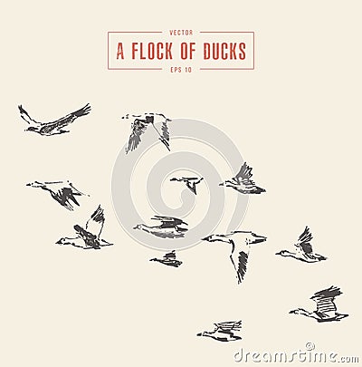 A flock of birds drawn vector ducks sketch Vector Illustration