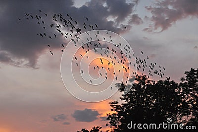 Flock of birds on dusk sky Stock Photo