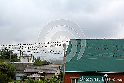 Flock of birds on electric wires and roof Stock Photo