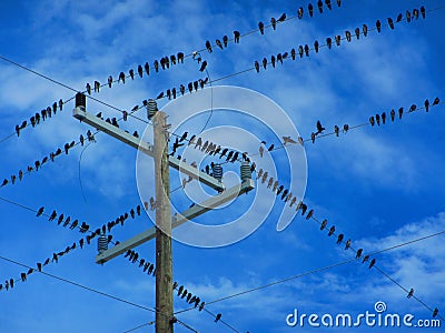 Flock of birds on electrical wires Stock Photo