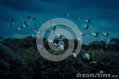 Flock of birds flies at the lagoon at night, Sri Lanka Stock Photo