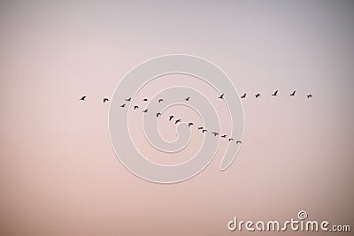 Flock of birds flies at sunset. Storks fly south. Stock Photo