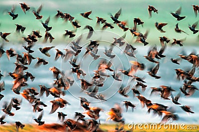 Flock of birds Stock Photo