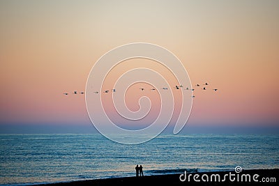 A flock of birds fly at sunset at Diamond beach ,Iceland Stock Photo