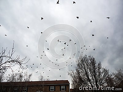 Flock of Birds Flying Against Overcast Sky Stock Photo