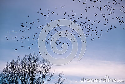 A flock of birds flying away Stock Photo