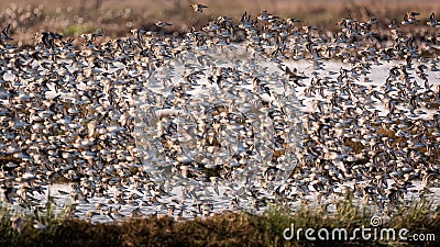 Flock of Birds Flying Near a Marsh Stock Photo