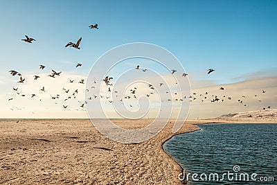 Flock of Birds Flying Over the Sea. Pacific Coast, California Stock Photo