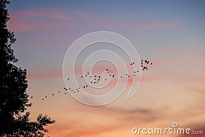 A flock of birds flying on the sky in different formation Stock Photo