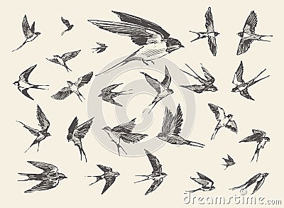 Flock birds flying swallows drawn vector sketch Vector Illustration