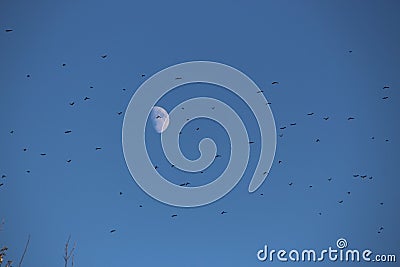 A flock of birds in front of the moon Stock Photo