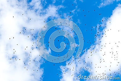 A flock of birds high in the blue sky with white clouds Stock Photo