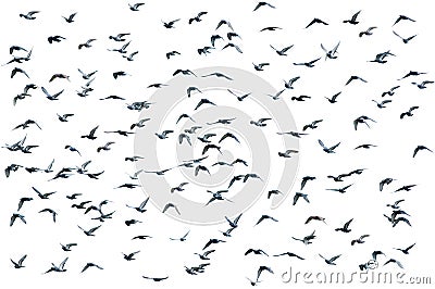 Flock of birds, isolated Stock Photo