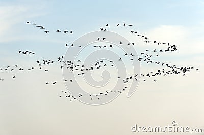 Flock of birds isolated on white background Stock Photo