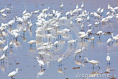 Flock of birds Stock Photo