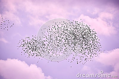Flock of birds in lilac sky Stock Photo
