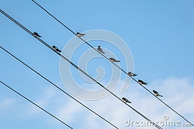 A flock of birds is perched neatly on the parallel wires of power lines, creating a simple minimal pattern with the backdrop of a Stock Photo