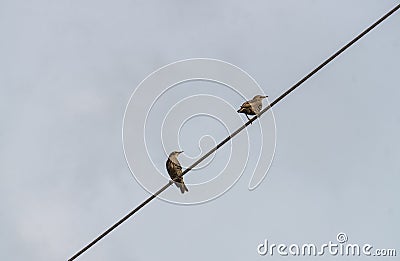 A flock of birds resting on the wires between the posts Stock Photo