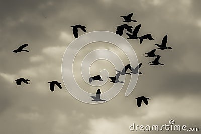 Flock of birds returning home Stock Photo