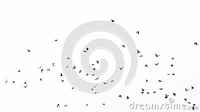 Flock of birds in silhouette Stock Photo