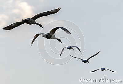Flock of birds soaring through cloudy sky in daylight Stock Photo
