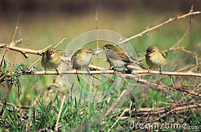 Flock of birds Stock Photo