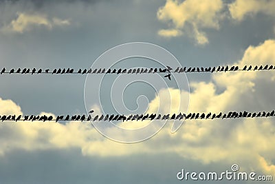 A flock of birds starlings sitting on wires. Stock Photo