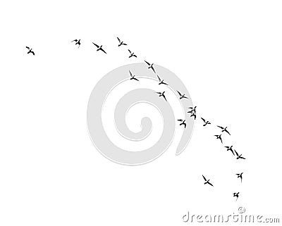 Flock of birds on a white background Stock Photo
