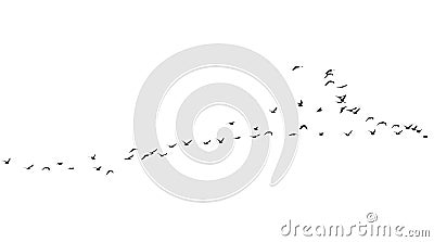 Flock of birds on a white background Stock Photo