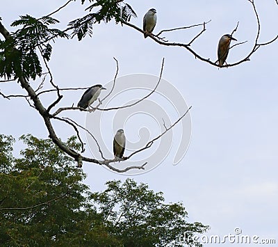 black crowned night heron birds perch on tree branch Stock Photo