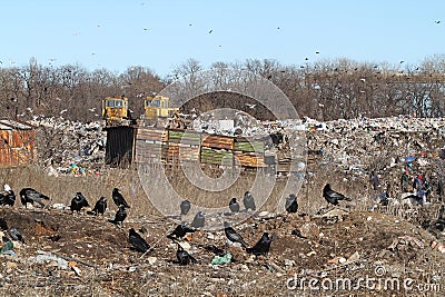 A flock of black crows on a city garbage dump. Dozers, Stock Photo