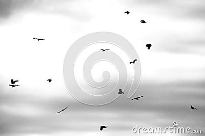 Flock of black ravens in gray sky Stock Photo