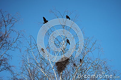 Flock of black ravens perched on a dead tree against a clear blue sky Stock Photo