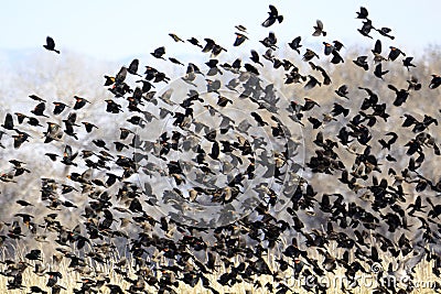 Flock of Blackbirds Flying Stock Photo