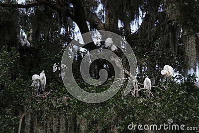 A flock of blue heron white morph birds. Stock Photo