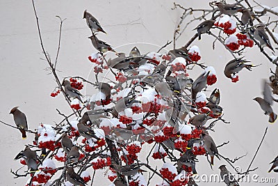 A flock of Bohemian waxwings feast on red berries Stock Photo